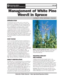 Management of White Pine Weevil in Spruce by Robert C