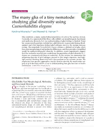 The Many Glia of a Tiny Nematode: Studying Glial Diversity Using Caenorhabditis Elegans