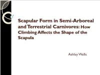 Scapular Form in Semi-Arboreal and Terrestrial Carnivores: How Climbing Affects the Shape of the Scapula