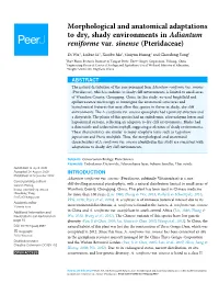 Morphological and Anatomical Adaptations to Dry, Shady Environments in Adiantum Reniforme Var