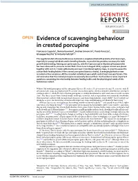 Evidence of Scavenging Behaviour in Crested Porcupine