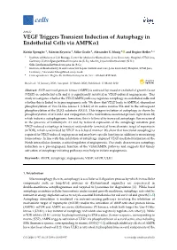 VEGF Triggers Transient Induction of Autophagy in Endothelial Cells Via Ampkα1