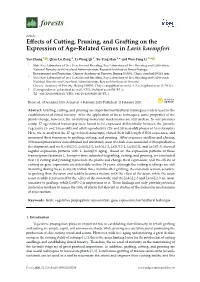 Effects of Cutting, Pruning, and Grafting on the Expression of Age