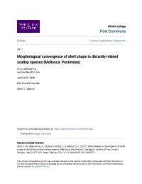 Morphological Convergence of Shell Shape in Distantly Related Scallop Species (Mollusca: Pectinidae)