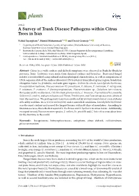 A Survey of Trunk Disease Pathogens Within Citrus Trees in Iran