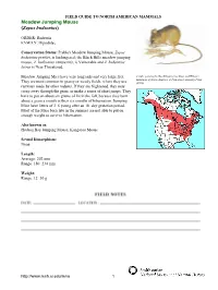 Meadow Jumping Mouse (Zapus Hudsonius)
