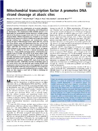 Mitochondrial Transcription Factor a Promotes DNA Strand Cleavage at Abasic Sites