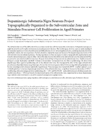 Dopaminergic Substantia Nigra Neurons Project Topographically Organized to the Subventricular Zone and Stimulate Precursor Cell Proliferation in Aged Primates