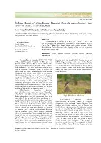Sighting Record of White-Browed Bushchat (Saxicola Macrorhynchus) from Amravati District, Maharashtra, India