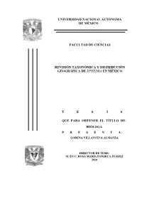Tesis 38.Pdf