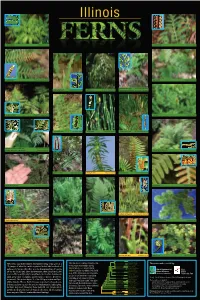 The Ferns and Their Relatives (Lycophytes)