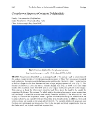 Coryphaena Hippurus (Common Dolphinfish)
