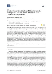 Cranial Neural Crest Cells and Their Role in the Pathogenesis of Craniofacial Anomalies and Coronal Craniosynostosis