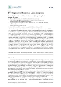 Development of Perennial Grain Sorghum