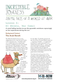 El Shimla, War Camel a Camel Taking Tourists to See the Pyramids Reminisces Reprovingly on Her Experiences During the War