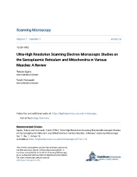 Ultra-High Resolution Scanning Electron Microscopic Studies on the Sarcoplasmic Reticulum and Mitochondria in Various Muscles: a Review