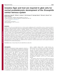 Innexins Ogre and Inx2 Are Required in Glial Cells for Normal