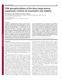 CDK Phosphorylation of the Discs Large Tumour Suppressor Controls Its Localisation and Stability