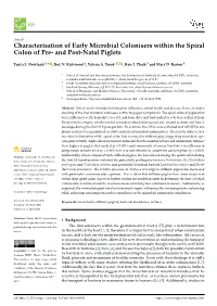 Characterisation of Early Microbial Colonisers Within the Spiral Colon of Pre- and Post-Natal Piglets