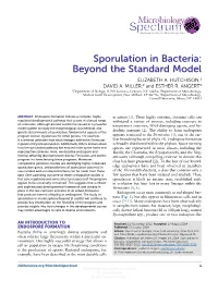 Sporulation in Bacteria: Beyond the Standard Model Structures (12, 13)