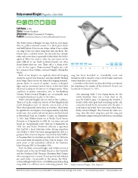 Ruby-Crowned Kinglet Regulus Calendula