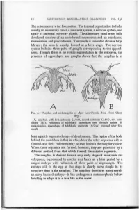 The Antennae Serve for Locomotion. the Internal Organization Includes