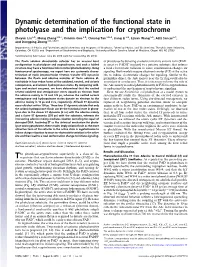 Dynamic Determination of the Functional State in Photolyase and the Implication for Cryptochrome