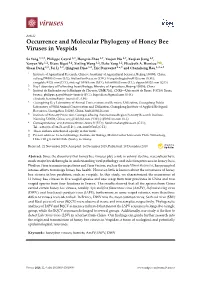 Occurrence and Molecular Phylogeny of Honey Bee Viruses in Vespids