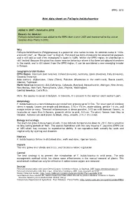 Mini Data Sheet on Fallopia Baldschuanica