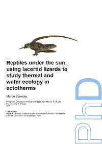 Reptiles Under the Sun: Using Lacertid Lizards to Study Thermal and Water Ecology in Ectotherms