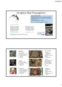 Stingless Bee Propagation