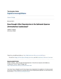 Does Drought Affect Reproduction in the Saltmarsh Sparrow (Ammodramus Caudacutus)?