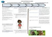 Curriculum Progression Ladder