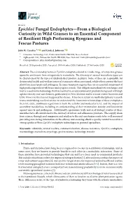 Epichloë Fungal Endophytes—From a Biological Curiosity in Wild Grasses to an Essential Component of Resilient High Performing Ryegrass and Fescue Pastures