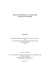 Molecular Mechanisms in Calvarial Bone and Suture Development