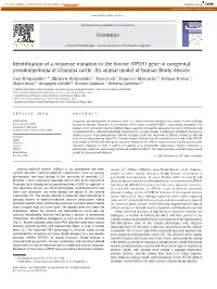 Identification of a Missense Mutation in the Bovine ATP2A1 Gene