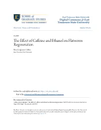 The Effect of Caffeine and Ethanol on Flatworm Regeneration
