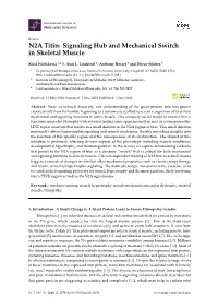 N2A Titin: Signaling Hub and Mechanical Switch in Skeletal Muscle