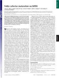 Femo Cofactor Maturation on Nifen SPECIAL FEATURE