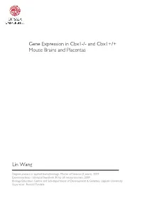 Gene Expression in Cbx1-/- and Cbx1+/+ Mouse Brains and Placentas