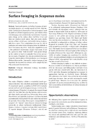 Surface Foraging in Scapanus Moles