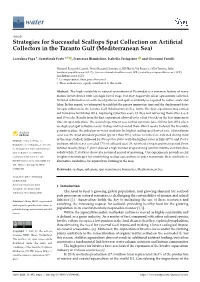 Strategies for Successful Scallops Spat Collection on Artificial
