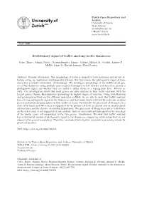 Evolutionary Signal of Leaflet Anatomy in the Zamiaceae