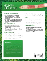 Nelsons Milk Snake
