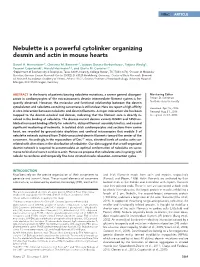 Nebulette Is a Powerful Cytolinker Organizing Desmin and Actin in Mouse Hearts