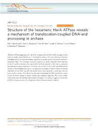 Structure of the Hexameric Hera Atpase Reveals a Mechanism of Translocation-Coupled DNA-End Processing in Archaea