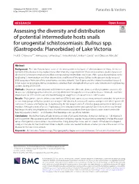 Assessing the Diversity and Distribution of Potential Intermediate Hosts Snails for Urogenital Schistosomiasis: Bulinus Spp