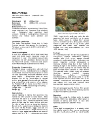 TROUT-PERCH Percopsis Omiscomaycus Walbaum 1792 (Percopsidae)