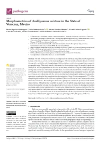 Morphometrics of Amblyomma Mixtum in the State of Veracruz, Mexico