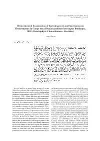 Ultrastructural Examination of Spermiogenesis and Spermatozoon Ultrastructure in Congo Tetr Phenacogrammus Interruptus Boulenger